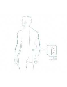 Fosfatidilcolina BCN 2